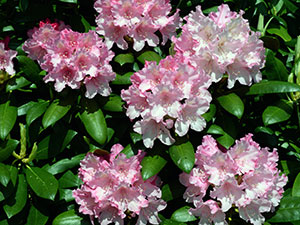 모스크바 지역의 진달래: 심기 및 관리