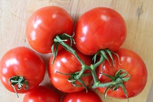 모스크바 지역 온실에 가장 적합한 토마토 품종