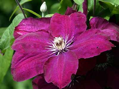 모스크바 지역의 클레마티스 품종