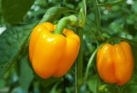 모스크바 지역을 위한 두꺼운 벽의 달콤한 고추 품종