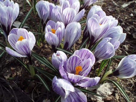 크로커스: 집에서 심고 관리하는 방법
