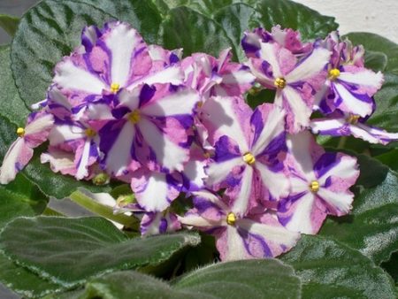 키메라 바이올렛을 번식시키는 방법