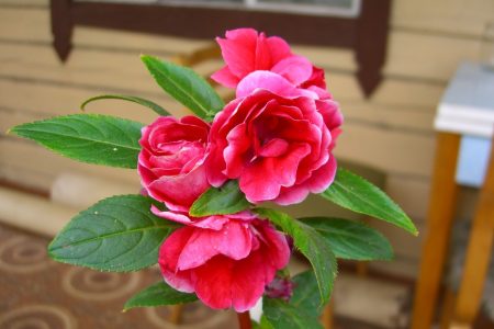 정원 봉선화: 씨앗에서 자라다