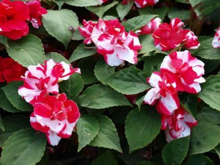 정원 봉선화: 씨앗에서 자라다