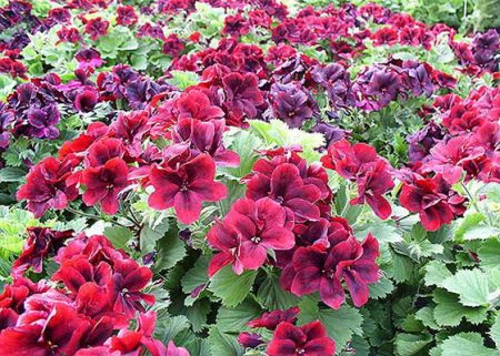 여름 내내 피는 정원의 일년생 꽃: 이름이 적힌 사진