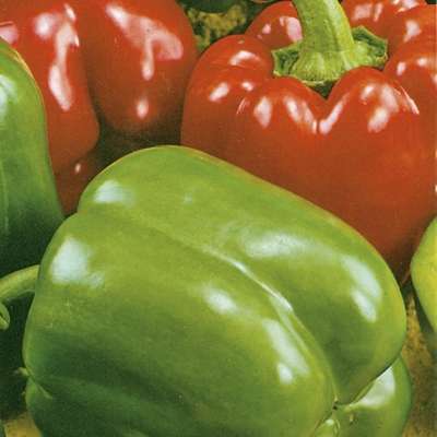 캘리포니아 원더 페퍼