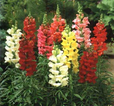 스냅드래곤: 집에서 씨앗으로 키우기