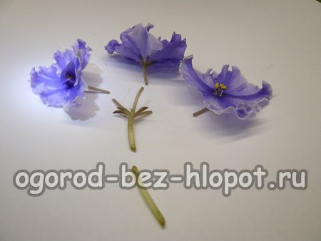 키메라 제비꽃의 꽃줄기 뿌리내리기