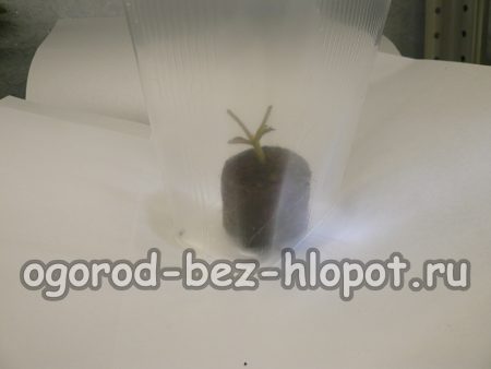 우리는 꽃을 잘라서 꽃줄기를 미리 준비한 이탄 정제에 꽂아 온실에 놓습니다.