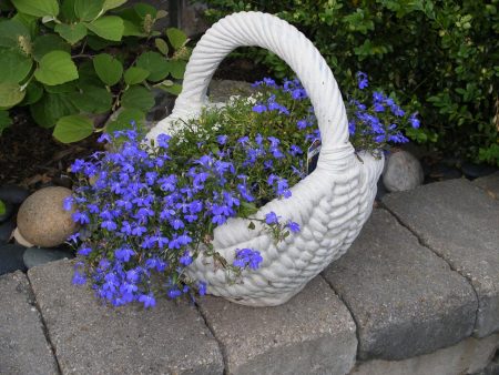 로벨리아 앰펠루스