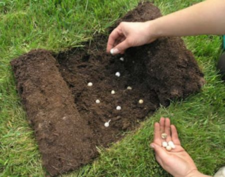 크로커스: 집에서 심고 관리하는 방법