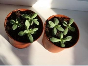 유스토마: 씨앗에서 자라다