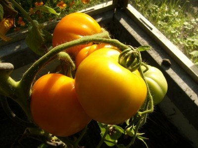 역병에 저항성이 있는 온실용 토마토 품종