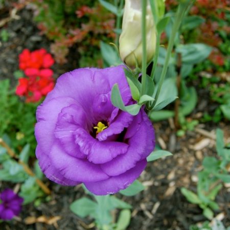 유스토마: 집에서 씨앗으로 키우기, 사진