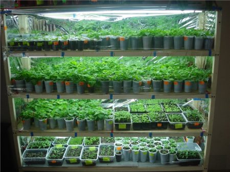 집에서 묘목 조명하기