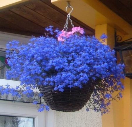 로벨리아 암펠로사: 심기 및 관리, 사진