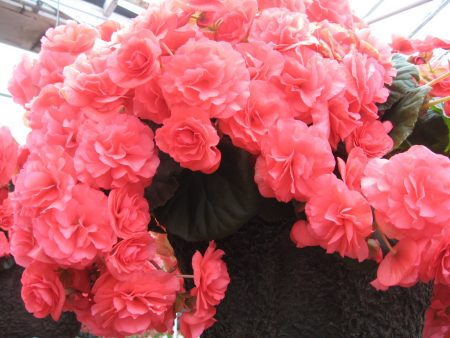 여름 내내 피는 정원의 일년생 꽃: 이름이 적힌 사진