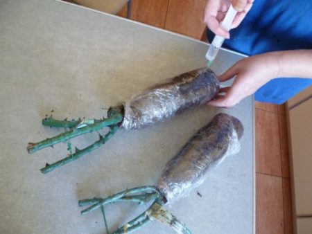 장미 묘목을 보존하는 방법