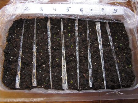 씨앗에서 페튜니아 재배 및 심기 시기