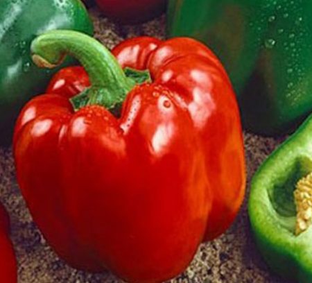 캘리포니아 원더 페퍼