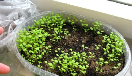 페튜니아: 씨앗에서 자라다