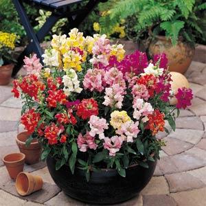 스냅드래곤: 집에서 씨앗으로 키우기