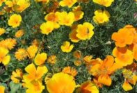 씨앗으로 캘리포니아 포피 재배