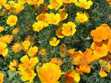 씨앗으로 캘리포니아 포피 재배