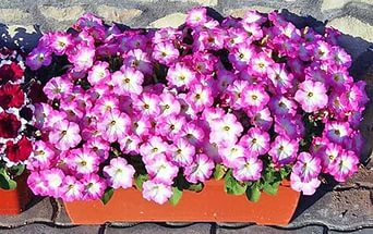 페튜니아: 집에서 씨앗으로 키우기