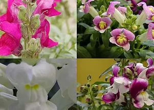 스냅드래곤: 씨앗에서 자라다