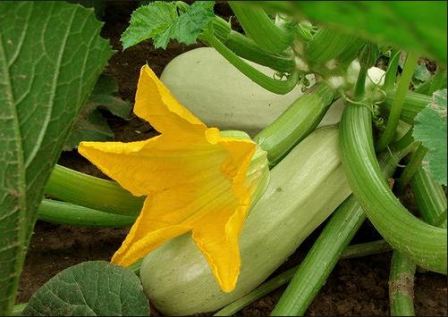 2017년 음력 호박 모종 심는 시기