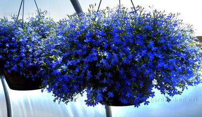 로벨리아 암펠로사: 심기 및 관리, 사진