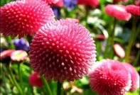 씨앗에서 데이지 재배