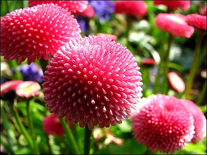 씨앗에서 데이지 재배