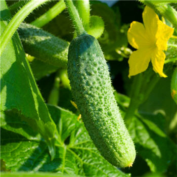 시네라리아 품종