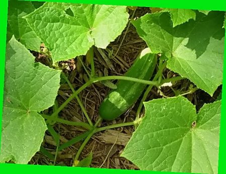 버라이어티 "아쿠아리우스"