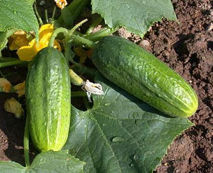 버라이어티 "우아함"