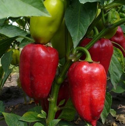 고추 묘목 파종을 위한 고추 씨앗 준비