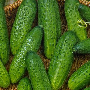 개방형 땅에 적합한 자가수정 오이 품종