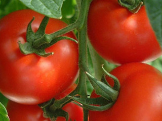 모스크바 지역의 최고 토마토 품종: 리뷰
