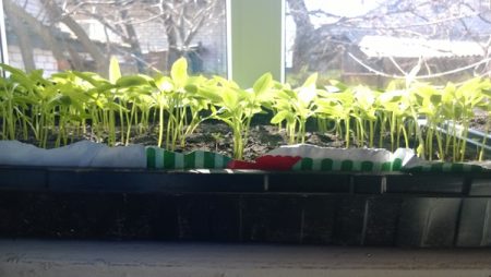 집에서 묘목 조명하기