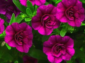 페튜니아: 집에서 씨앗으로 키우기