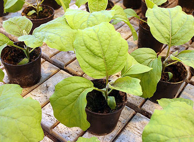 집에서 가지 모종 재배하기