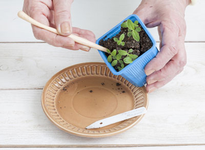 Ageratum: 씨앗에서 자라는 시기와 심는 시기