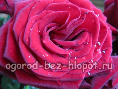 집에서 장미를 꺾꽂이로 번식시키기