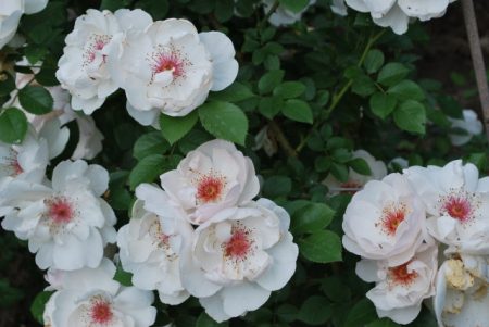 등반 장미 '자클린 데 프레'