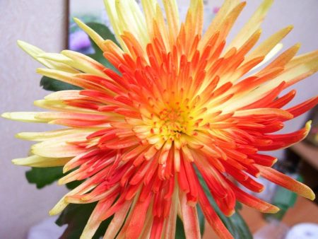 애스터: 씨앗으로 키우기, 언제 심어야 할까?