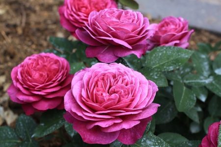 로즈 "하이디 클룸 로즈"