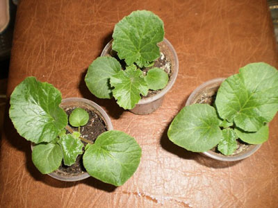 앵초: 집에서 씨앗으로 키우기