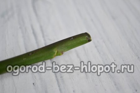 장미 줄기를 잡고 위아래로 7~10cm 정도 잘라냅니다.